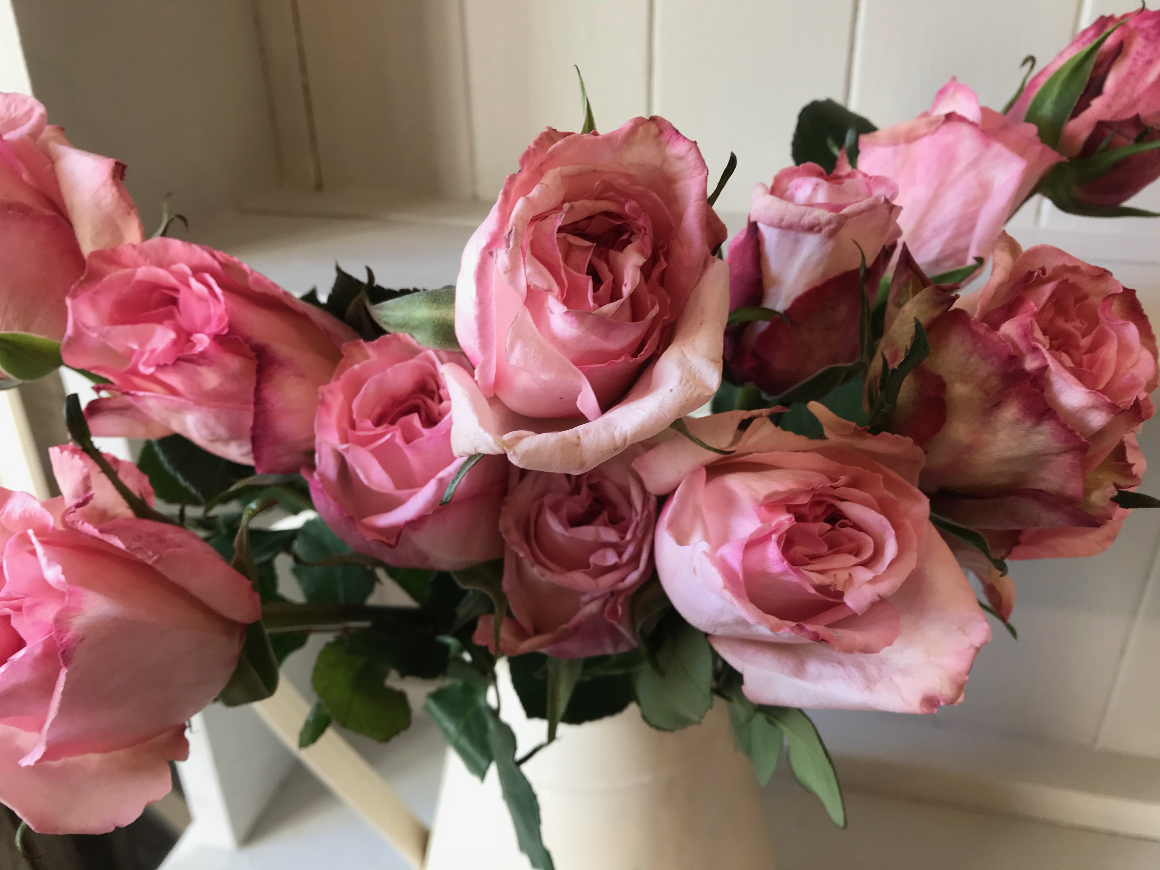 Pink roses