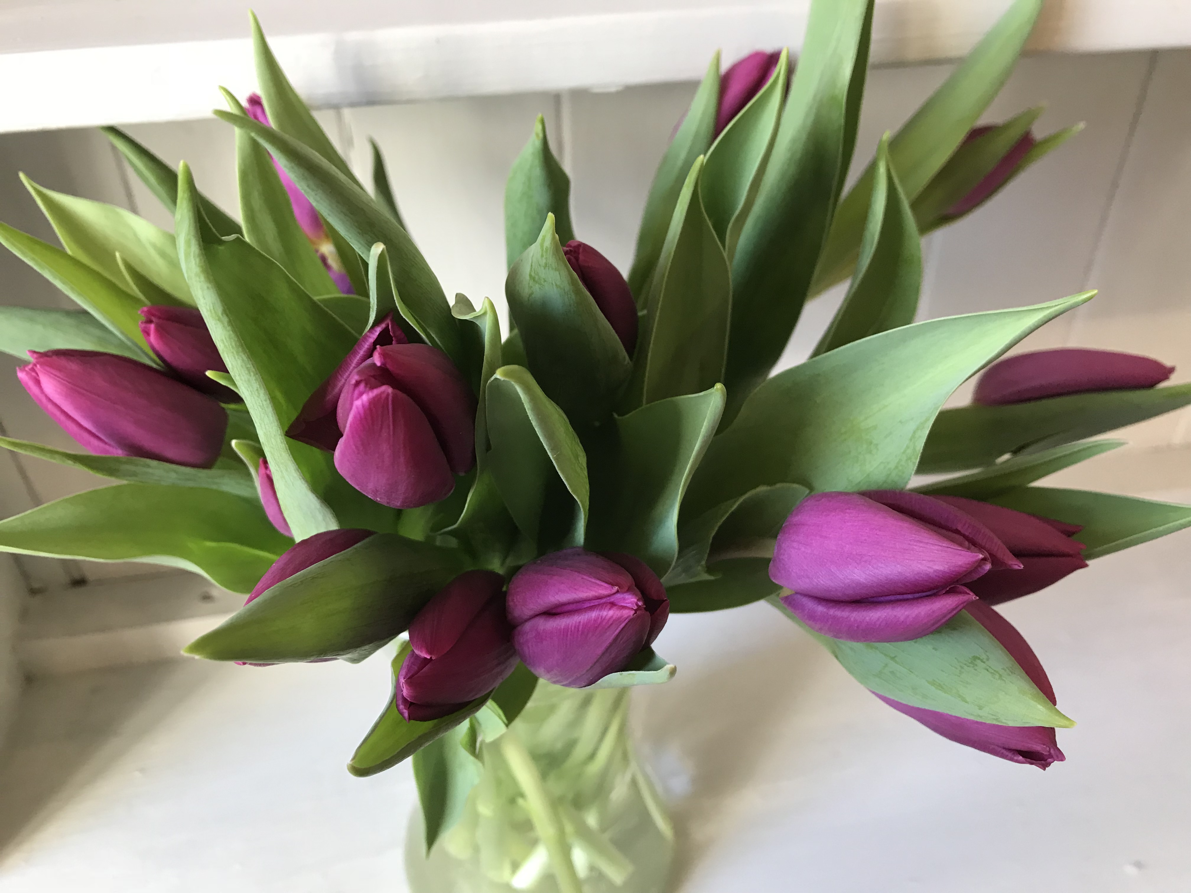 Daisylane Floral Design purple tulips
